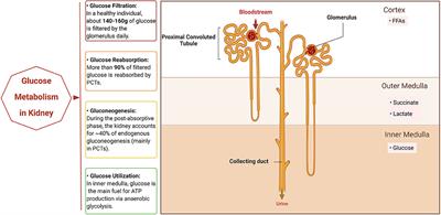 Glucose Metabolism in Acute Kidney Injury and Kidney Repair